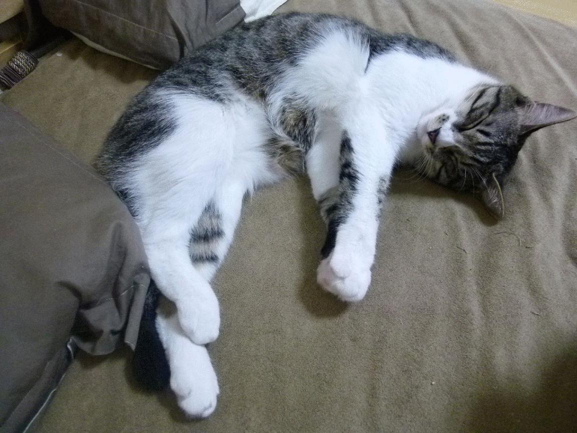 中国男篮集训营新战术理念引领训练新风潮，中国男篮集训队在干什么