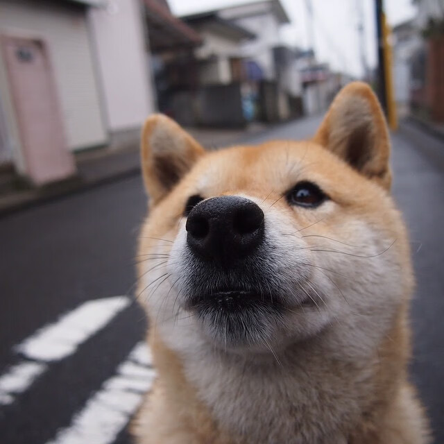 “意甲破纪录:年轻球员刷新历史新高”,意甲最年轻出场球员