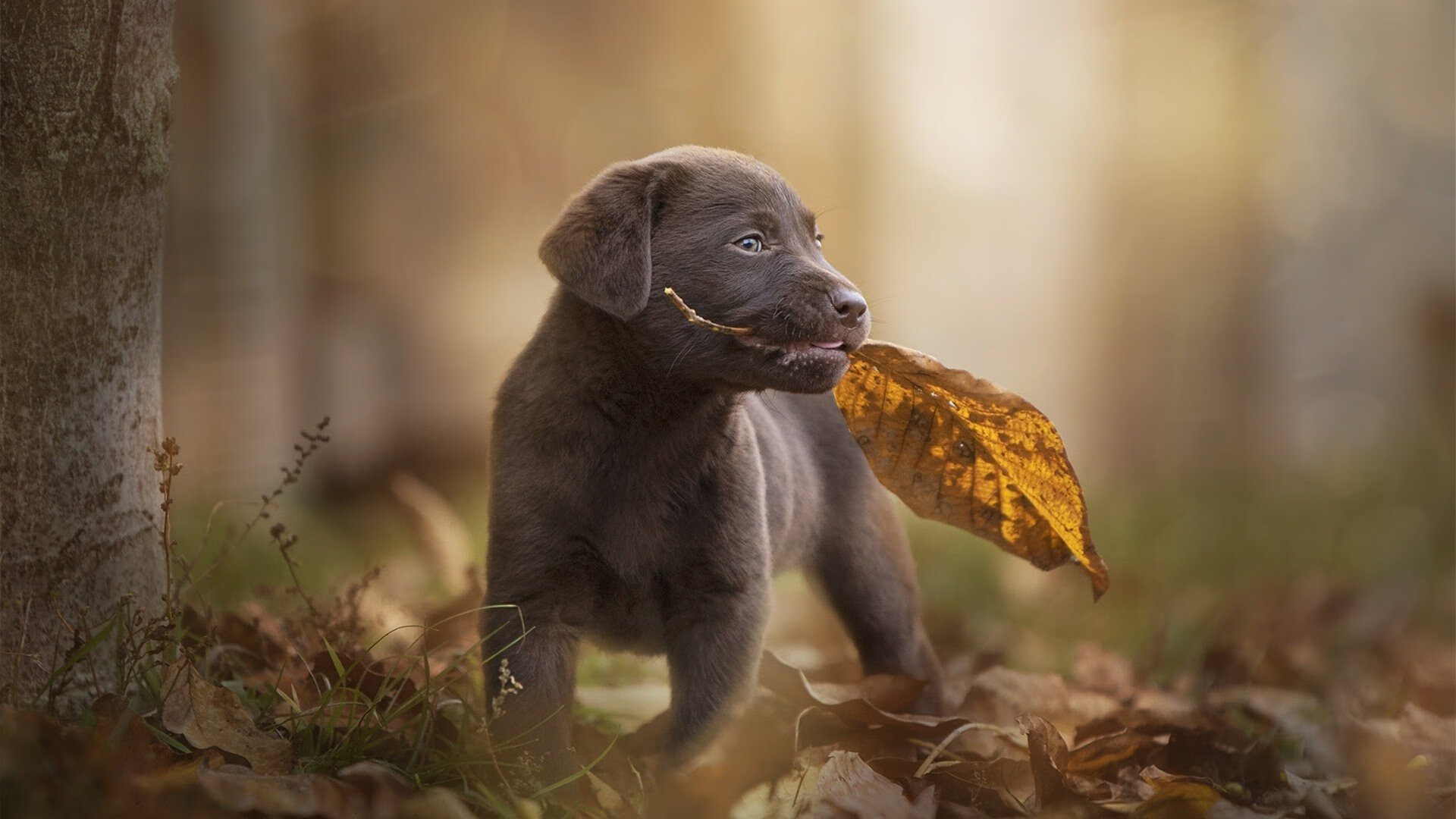 “燃烧你的激情:每一圈都令人激动不已”,燃烧的激情是什么意思