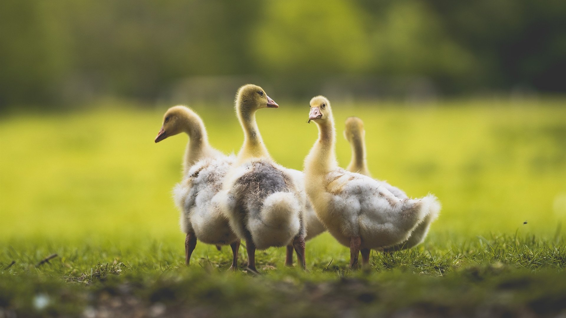 爱游戏体育app-《Dota 2卡塔尔邀请赛，OG战队再度屈居亚军》，dota2 omg卡尔