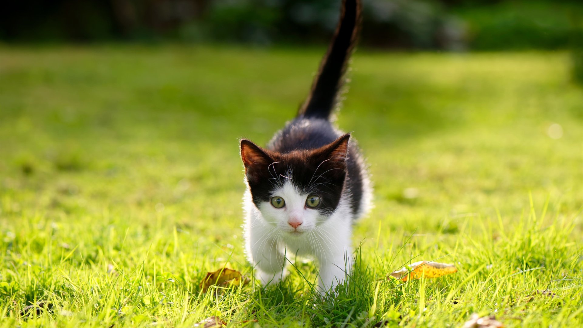 【队伍调整】赛季中期换人策略成胜负关键，啥时候换赛季