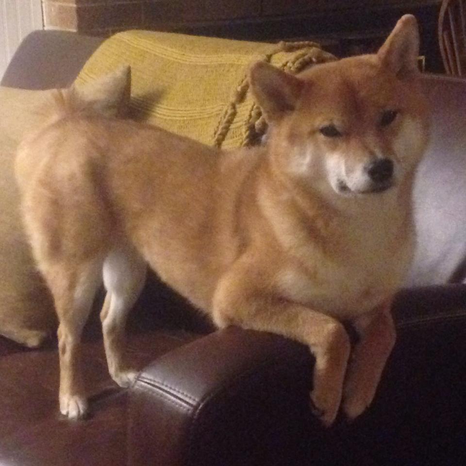 中国篮球联赛外援引进再升级,实力再提升,cba中国外援