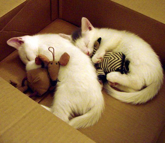 全国青少年“篮球文化体验周”在杭州精彩开启，推广体育文化，we game杭州青少年篮球俱乐部挑战赛