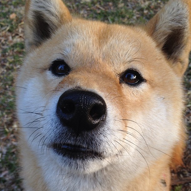 季后赛里，蒂伊场均贡献“30+”得分，被评为“攻防两端核心”！