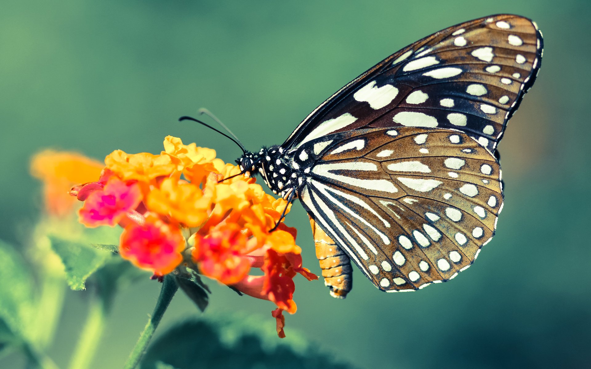 女子足球联赛冠军争夺激烈，女子足球大赛