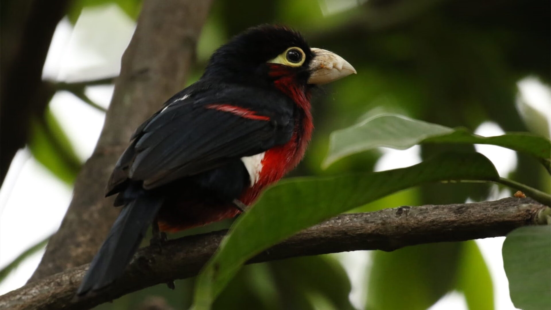 大型冲浪骑行竞赛，海浪与速度的完美融合，冲浪比赛计分规则
