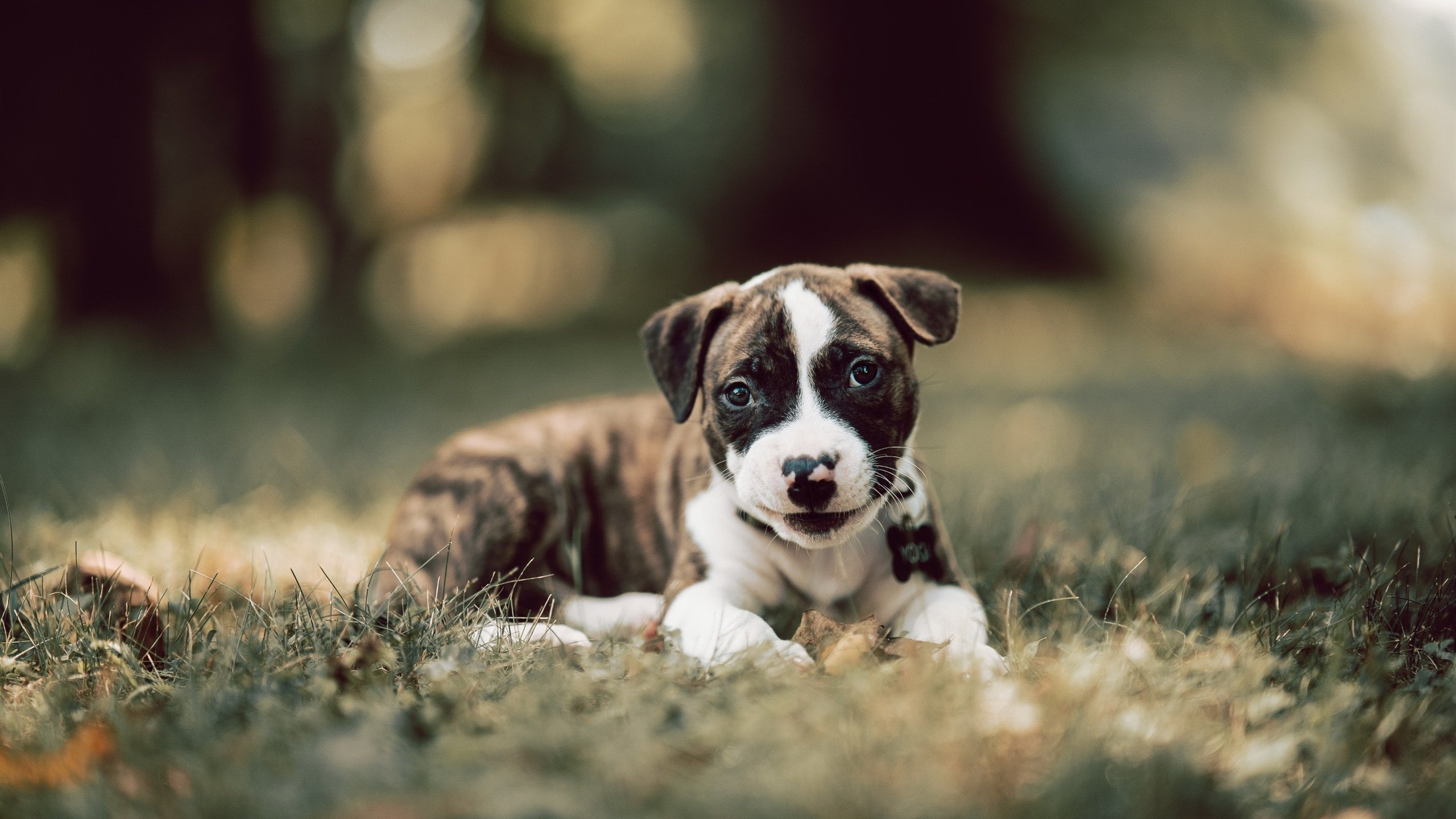 失误集锦:上海队多达20次失误,痛失良机,上海队吧