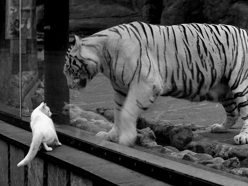 AIYOUXI.COM-意甲比赛，球员讲述努力过程，意甲各项记录