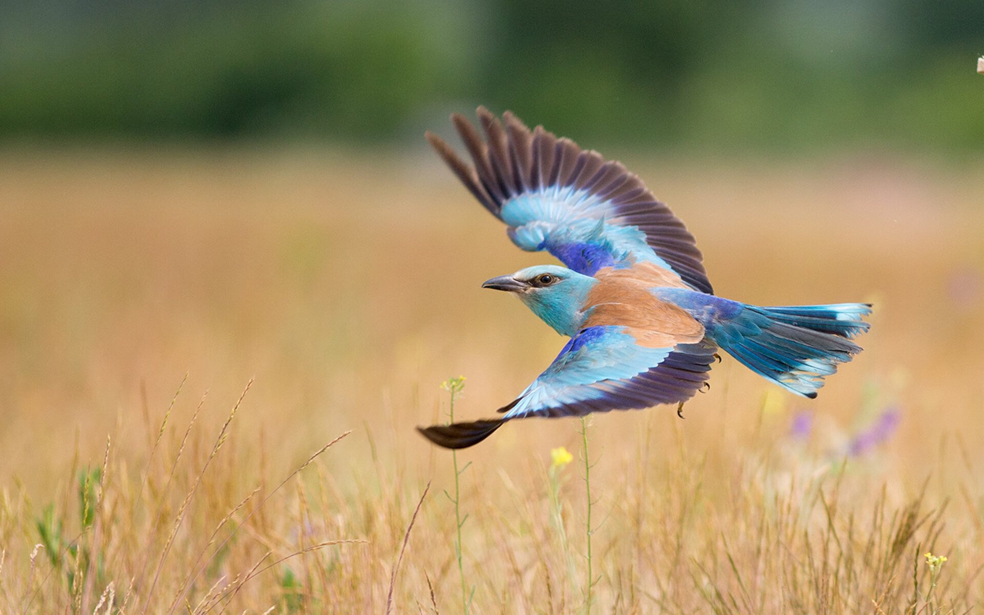 英超裁判判罚引发争议,赛后声讨不断,英超各轮裁判安排