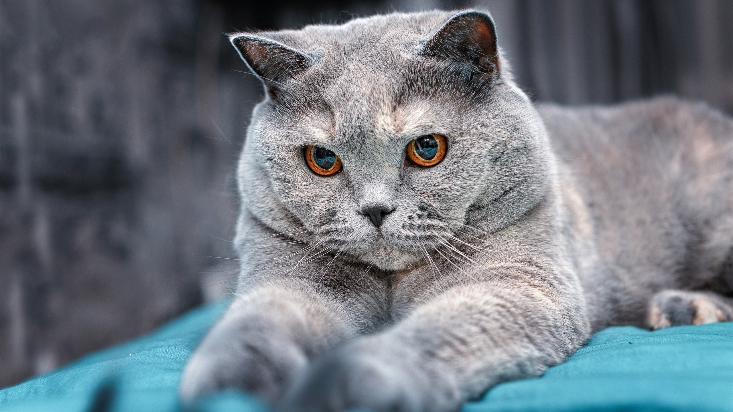 AYX官网-中国短道速滑队冬训正式启动，中国短道速滑队2021