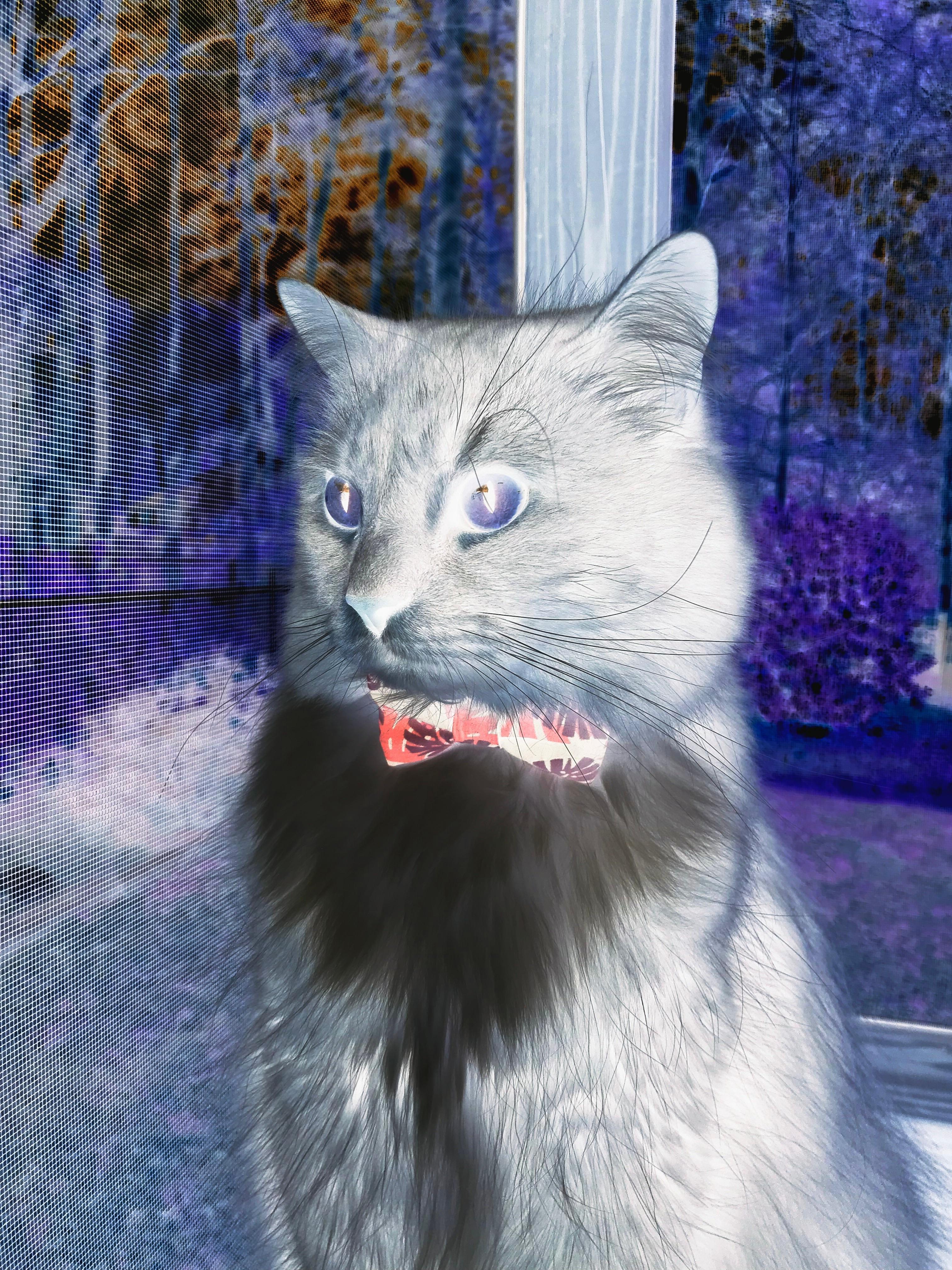 勒沃库森是否具备冠军相,勒沃库森精选球员