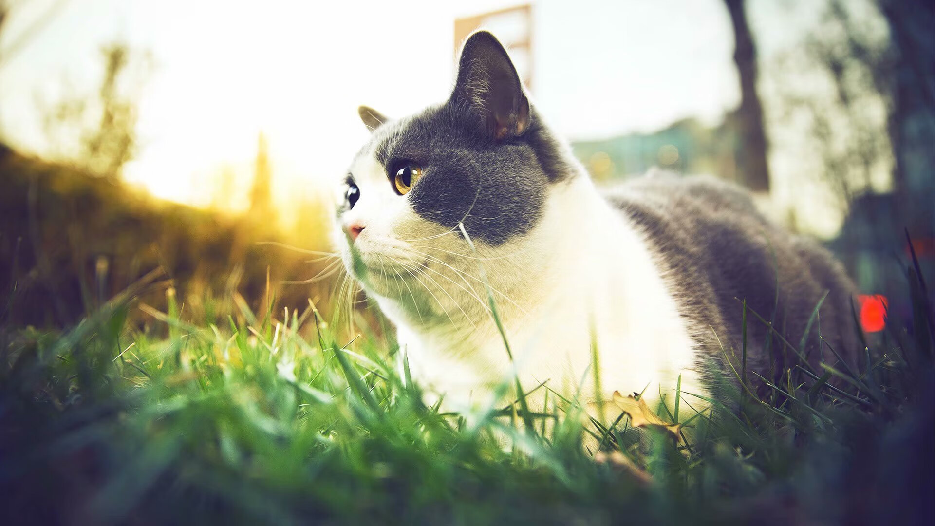 墨尔本联主帅强调团队协作,墨尔本球星