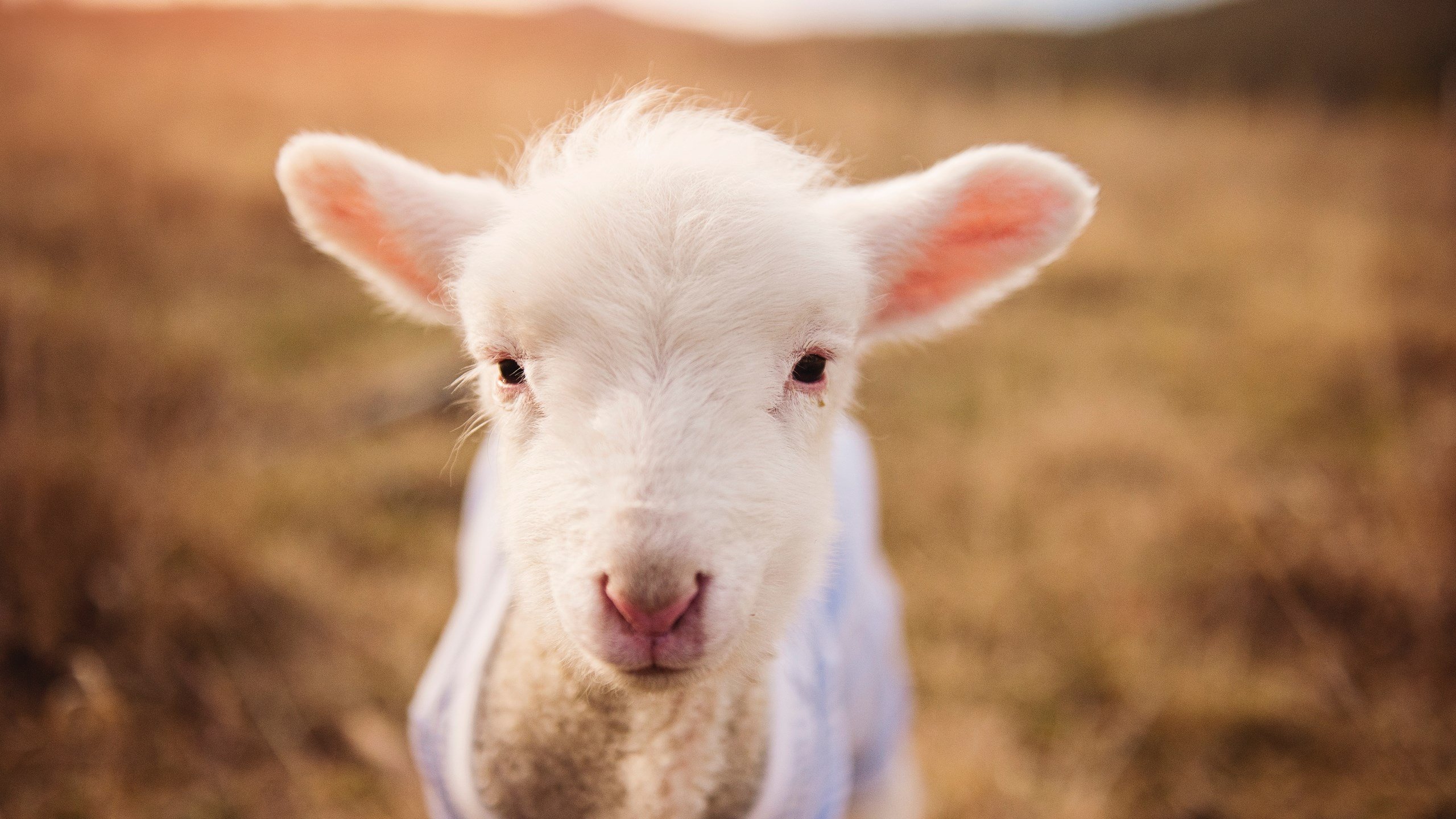 多特蒙德主场3-0战胜门兴格拉德巴赫，进攻火力全开，今日多特蒙德vs门兴比分预测