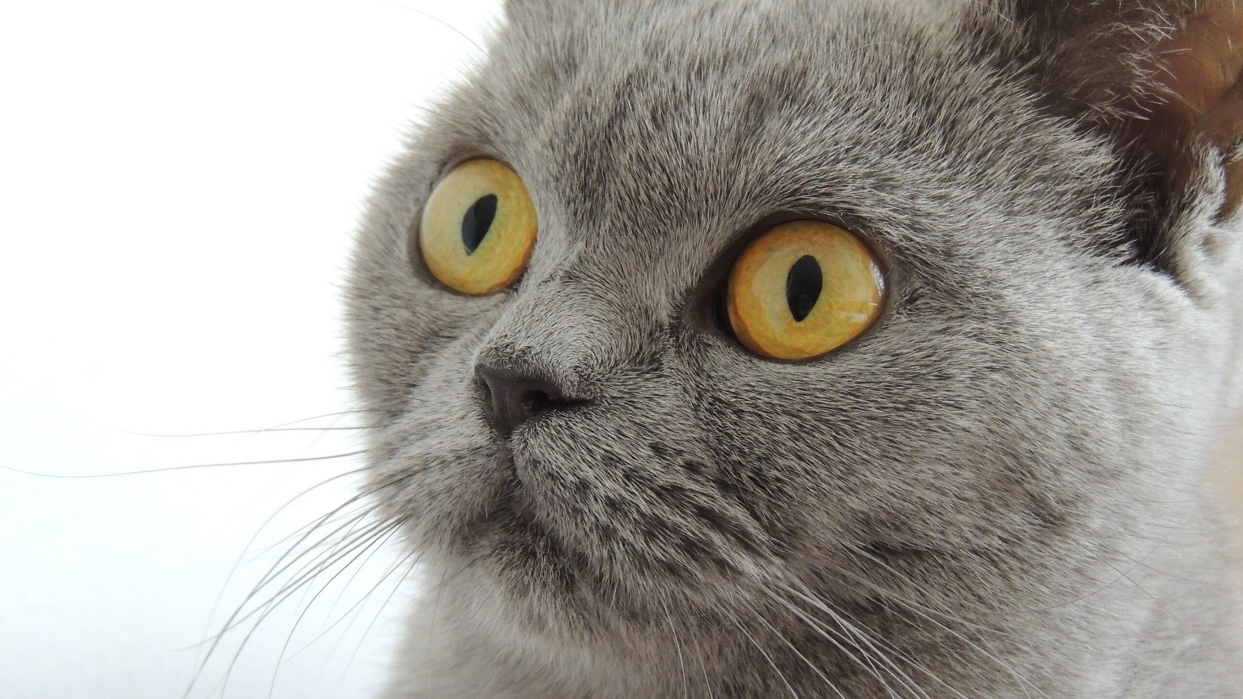 布鲁诺·卡博克洛在NBA夏季联赛中展现三分球能力，布鲁诺·卡波科洛臂展