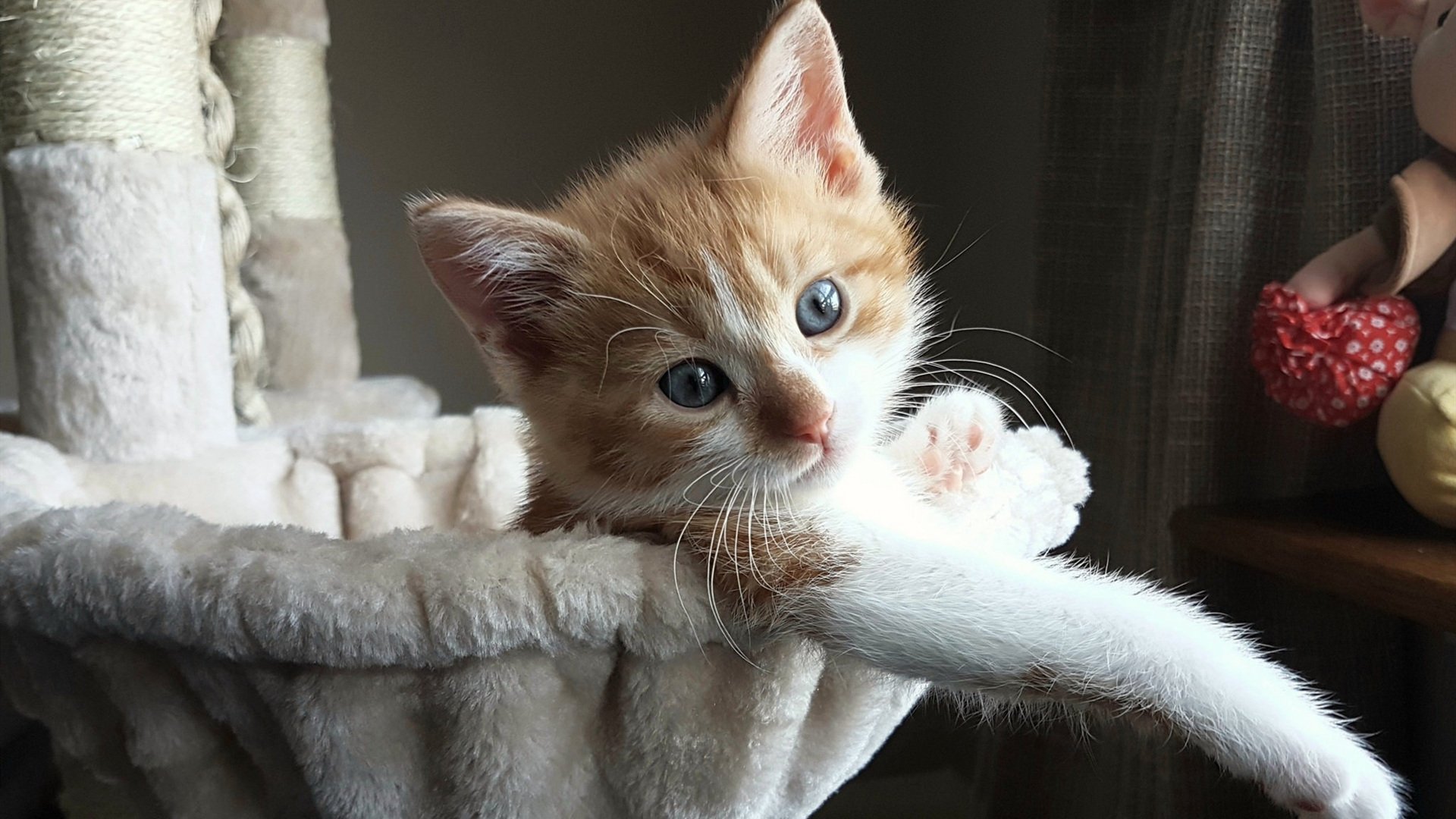 爱游戏体育平台-NBA技巧挑战赛，哈利伯顿夺冠技压群雄，哈里伯顿 nba