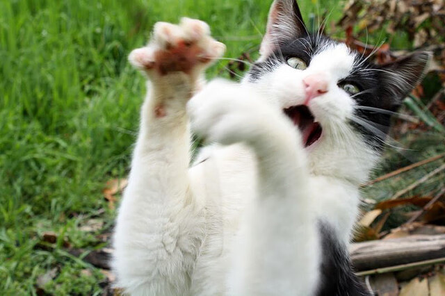 波兰逆袭斯洛文尼亚，锁定小组第一，波兰vs斯洛文尼亚男排