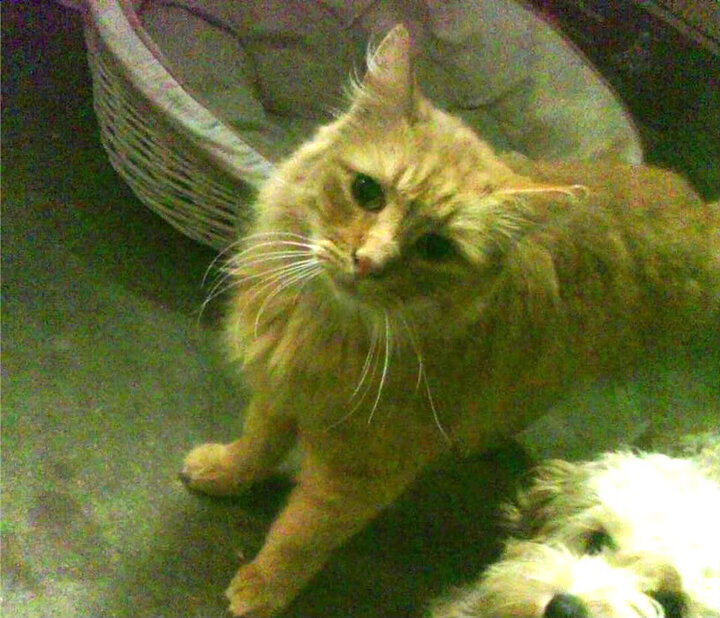 中国足球青训基地崛起，未来新星蓄势待发，中国足球青训学校排名