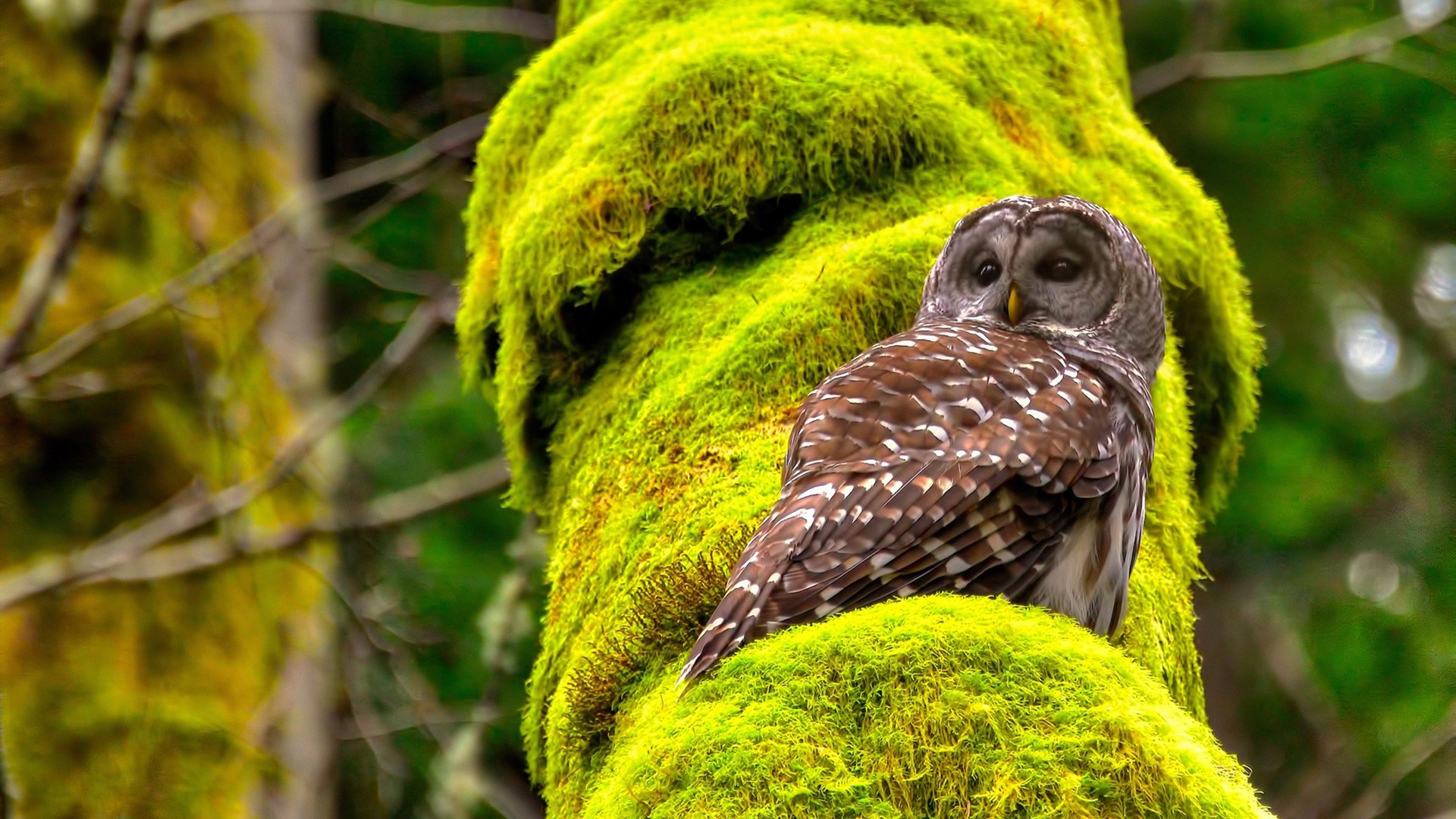 爱游戏电竞官网-千叶喷射机季初状态回暖，日本千叶喷气机篮球队