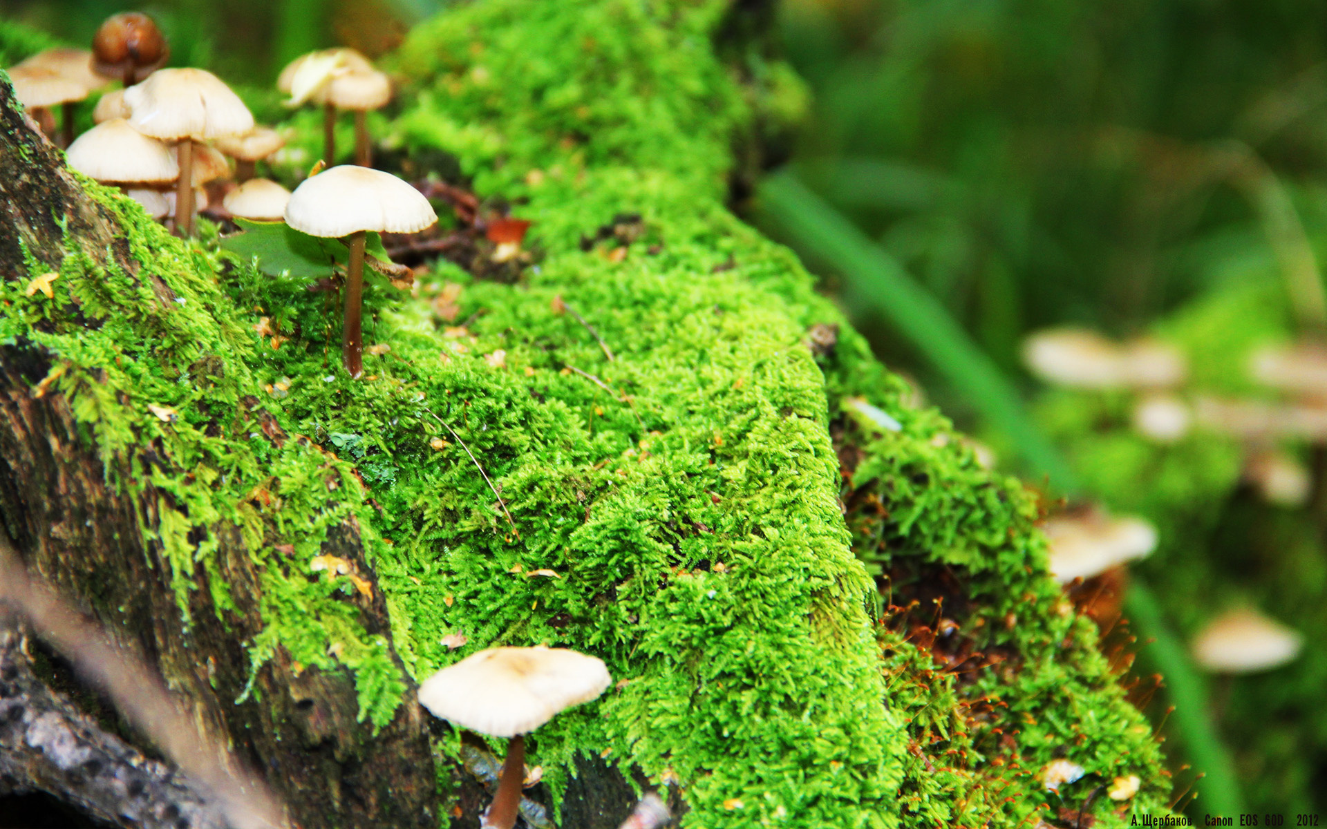 爱游戏下载-鹈鹕再取胜锡安内线效率惊人，鹈鹕队百度百科