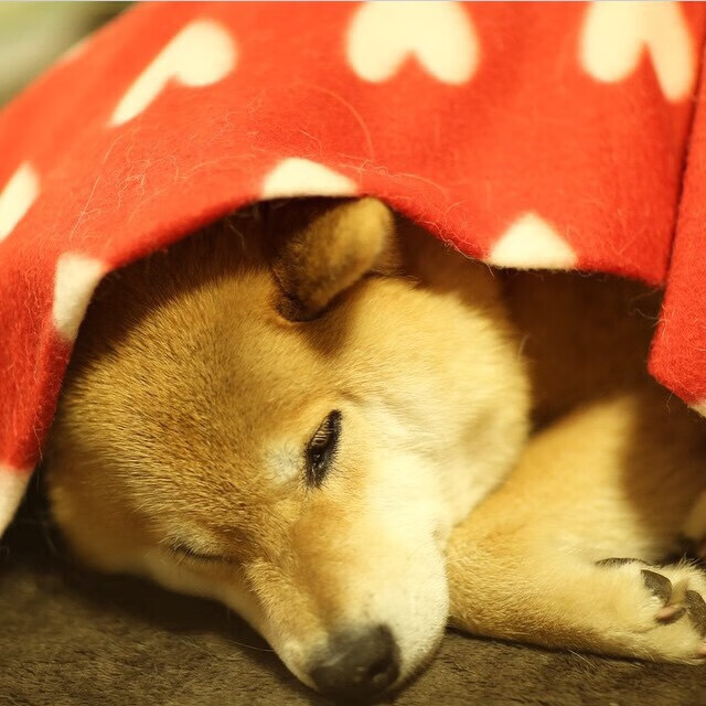 NBA赛季抢断王球员分析,nba本赛季抢断王