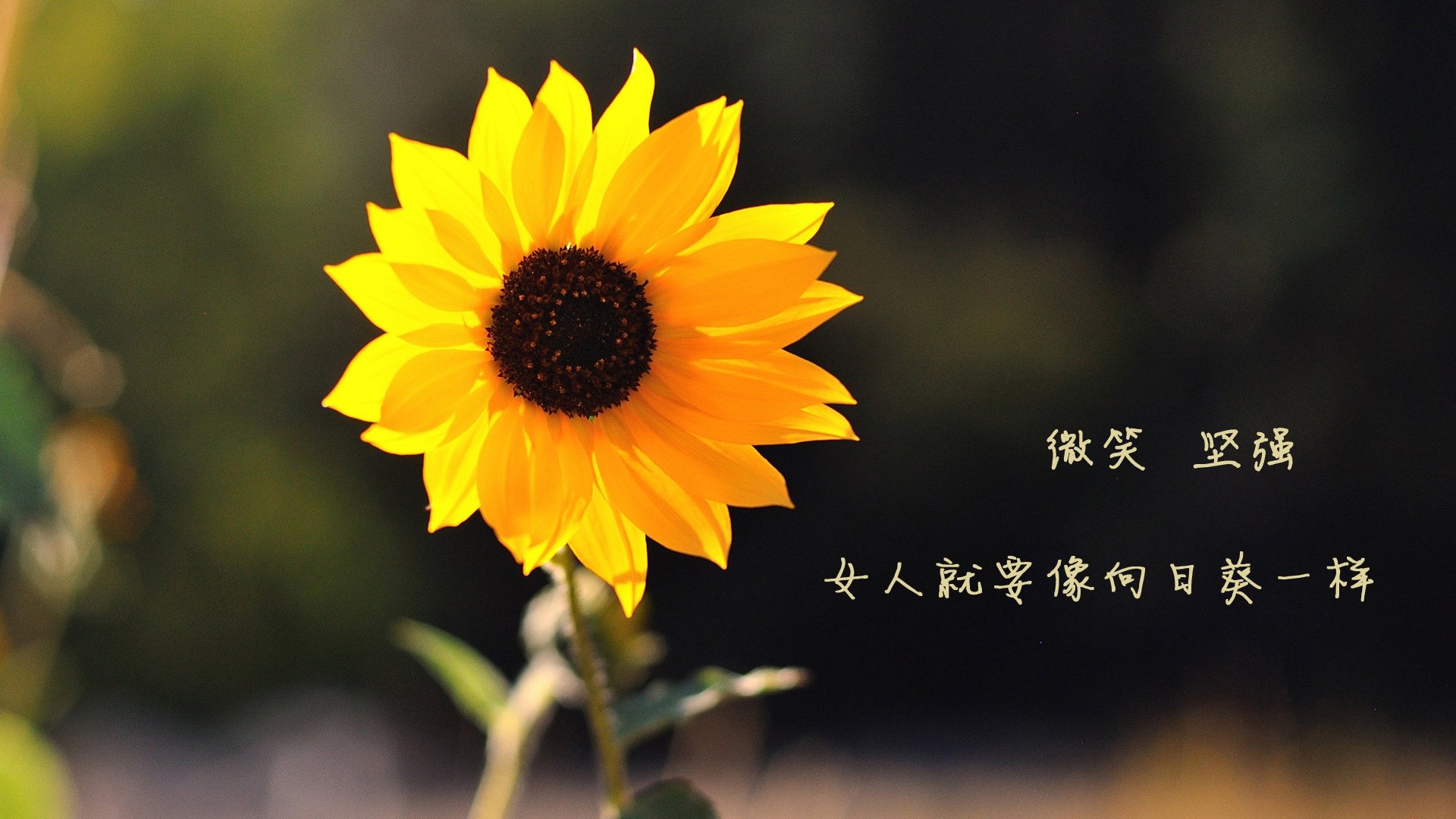 英超球队结合心理负荷等级调整战术部署容错率，英超球队规则