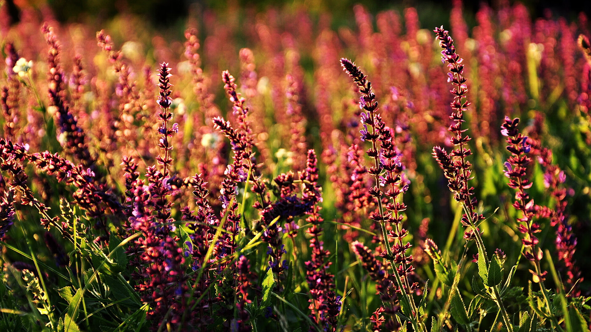 青少年体育运动行为规律及干预机制研究,青少年体育运动的意义和价值