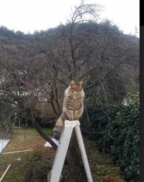 爱游戏中国官方登录入口网站-挪威篮球职业联赛办成年度巡回，各地举办激烈对抗，挪威篮球明星