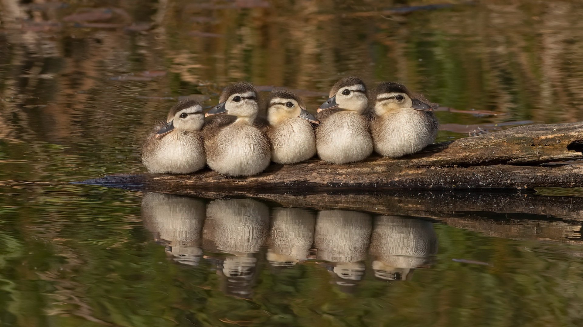 马洛卡整体防守升级化解高压攻势，马洛卡赛
