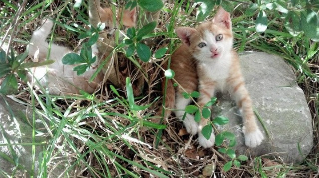 中小学篮球教研活动不断创新教学方法提升训练效果,篮球教研活动总结