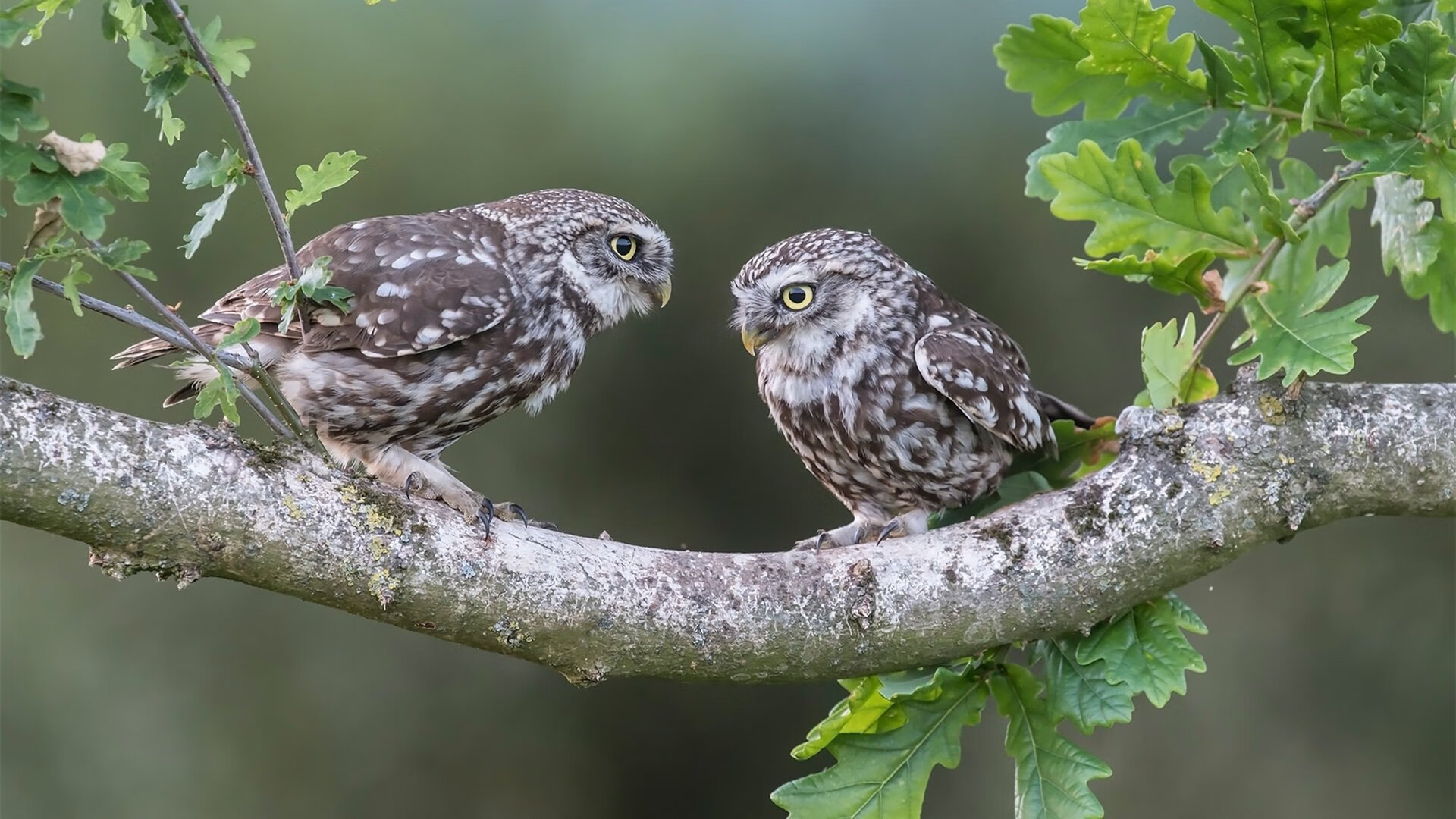 凯恩·瑞安：全黑队的战术引擎，让球队进攻更具组织性，凯恩we