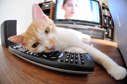 塞内加尔男篮在非洲锦标赛中奋勇争先，体育势头锐不可挡，南非洲杯塞内加尔