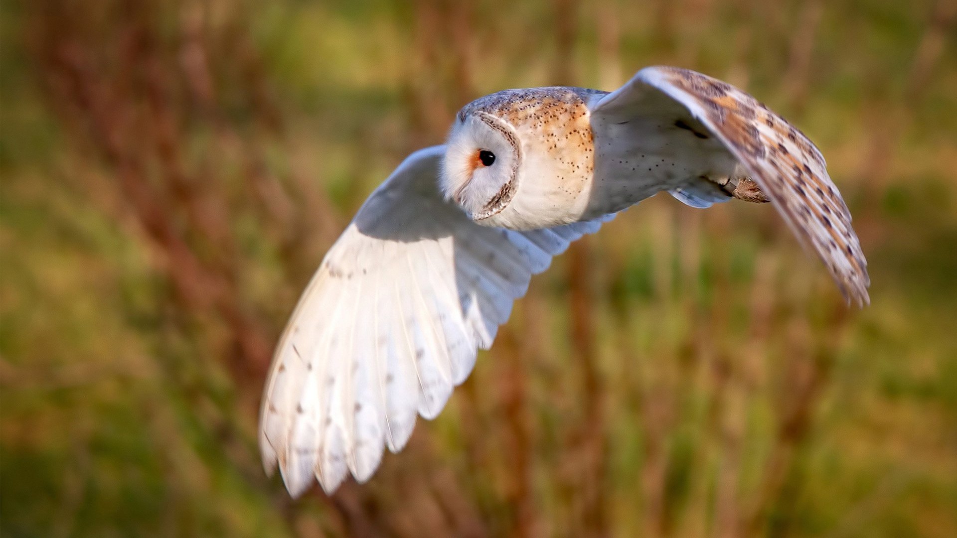 爱游戏在线登录入口-王宗源展现稳定发挥锁定好成绩，王宗源领奖