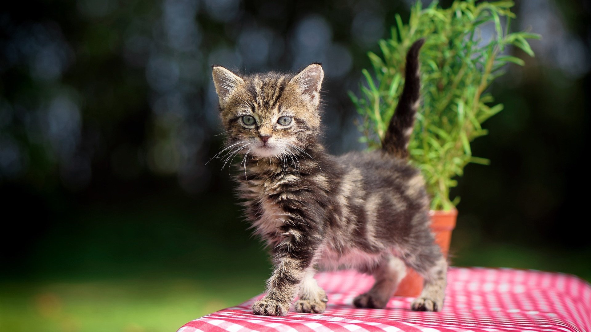 AYX GAMING-贝宁男篮在非洲锦标赛中表现优异，踏上国际舞台