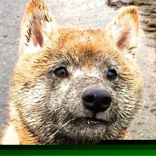 体育新闻中心上线赛事直播舆情同步监测系统，体育新闻网址大全